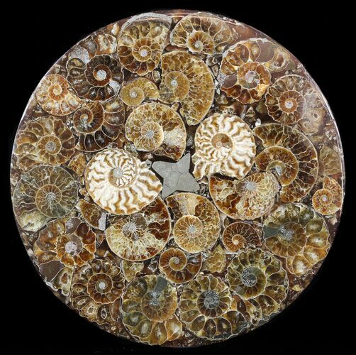 Composite Plate Of Agatized Ammonite Fossils #57746